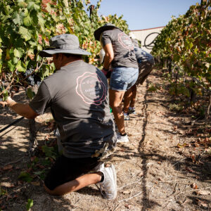 Doffo Barrel Club members harvesting grapes in the vineyard