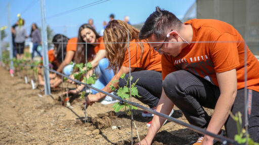 Orange Vista High School Vineyard