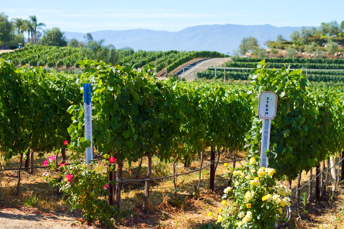 Сира сорт. Шираз сорт винограда. Сира (виноград). Syrah grape Vineyards. Шираз виноград фото.