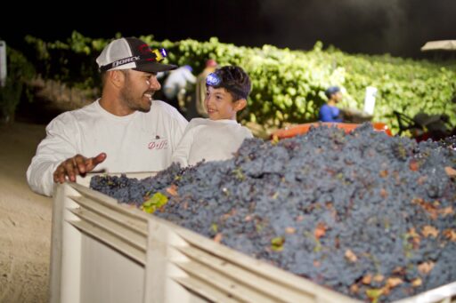 Full Circle Syrah: Lucca’s First Night Harvest